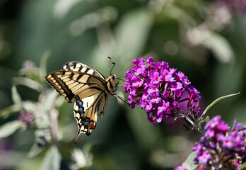 yellow butterfly on purple flower (swallowtail)