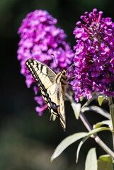 yellow butterfly (swallowtail) on purple flower