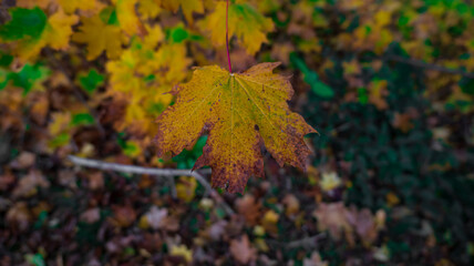 focus on a yellow tree leaf. alone tree leaf. alone tree leaf. a tree leaf turned yellow in autumn