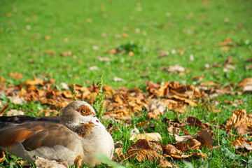 Egyptian goose rests on the green grass in the park