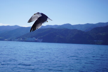 海の上の空を飛ぶカモメ