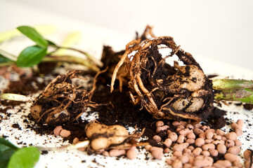 The process of transplanting a home flower into a new pot on a white background