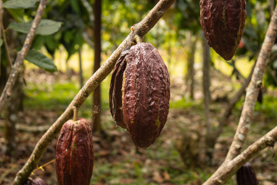 Cocoa fruits grown in the Alto Mayo Valley, located in San Martin Peru