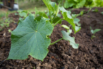 Cucumber seedlings grow on the soil in the garden.