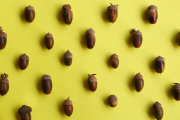 Many acorns on yellow background, flat lay