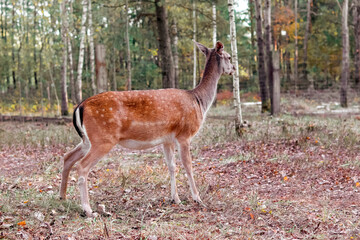 Fawn in the wild, side view. Close-up