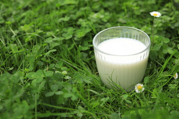 Glass with fresh milk on green grass outdoors, closeup. Space for text