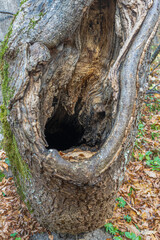 Obraz premium Hole in the old tree trunk,bird nest and place small animals