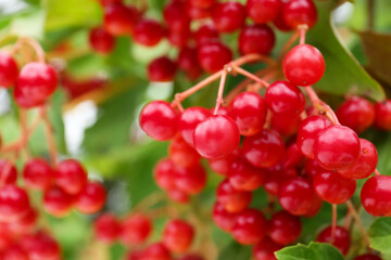Beautiful viburnum shrub with ripe berries outdoors, closeup