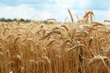Fototapeta na wymiar Ripe wheat spikes in agricultural field, closeup