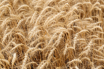 Fototapeta premium Ripe wheat spikes in agricultural field, closeup