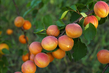 Tree branch with sweet ripe apricots outdoors, closeup view