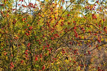 Rose hips in the bushes. Small, round, red fruit.