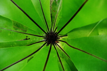 close up plants or cordyline fruticosa leaves texture, colorful leaf