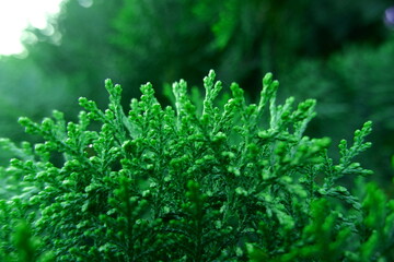 close up plants or cordyline fruticosa leaves texture, colorful leaf