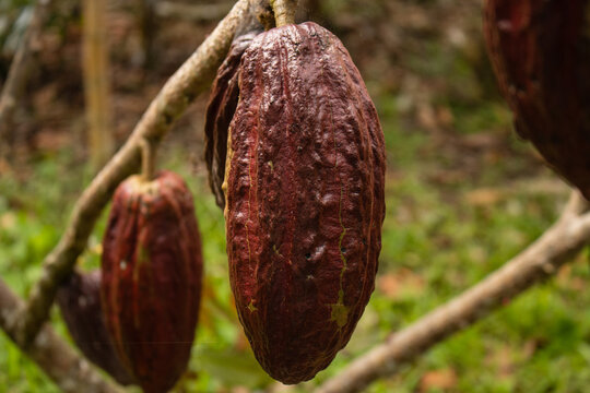 Cocoa fruits grown in the Alto Mayo Valley, located in San Martin Peru