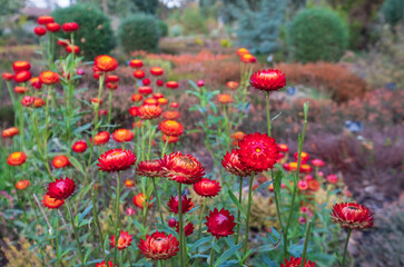 Brightly coloured Xerochrysum Bracteatum everlasting flowers, also known as paper daisy, photographed in early autumn in the heather garden at RHS Wisley, Surrey UK.