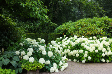 Beautiful park with blooming hydrangeas and paved pathway. Landscape design