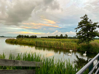 Beautiful view of swans on river, reeds and cloudy sky