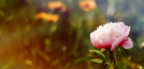 Obraz premium Pink flowers peonies or roses. Floral nature background. Copy space.
