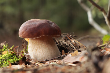 Beautiful porcini mushroom growing in forest on autumn day