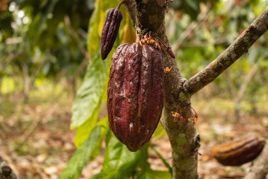 Cocoa fruits grown in the Alto Mayo Valley, located in San Martin Peru