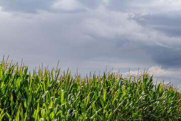 Fototapeta premium rain clouds over corn field