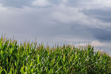 rain clouds over corn field