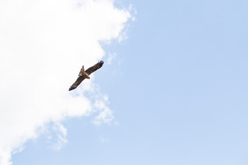 bird of prey flighing in the sky