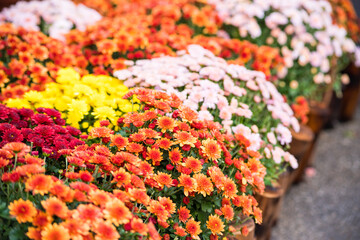 Colorful chrysanthemum autumn flower for decoration