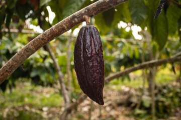 Cocoa fruits grown in the Alto Mayo Valley, located in San Martin Peru