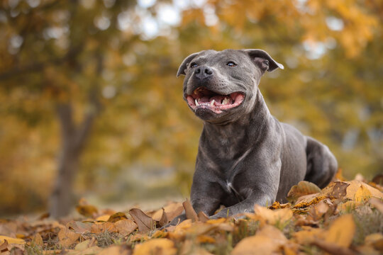 Happy Blue Staffy in Autumn Nature. Smiling Portrait of English Staffordshire Bull Terrier Lying Down in Fallen Leaves.