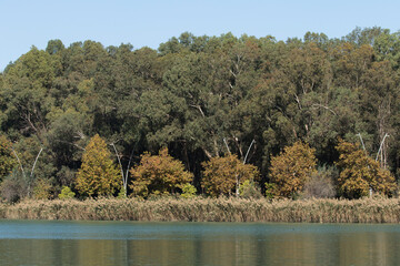 Eucalyptus and plane trees by the side of Eskibaraj Dam Lake in Seyhan, Adana