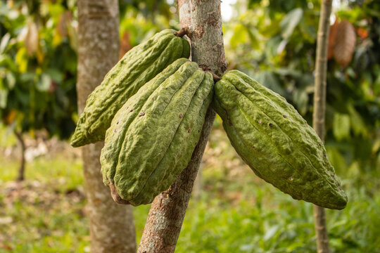 Cocoa fruits grown in the Alto Mayo Valley, located in San Martin Peru