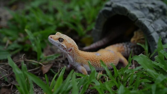 Common leopard gecko on the ground
