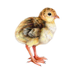 Small chick quail watercolor illustration. Hand drawn newborn baby farm bird. Cute small quail side view. © anitapol