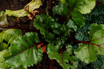 Green leaves after rain. Background of beet leaves in the garden. Autumn harvest. Copy space.