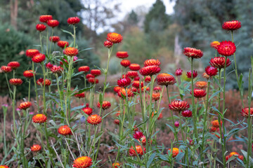 Brightly coloured Xerochrysum Bracteatum everlasting flowers, also known as paper daisy, photographed in early autumn in the heather garden at RHS Wisley, Surrey UK.
