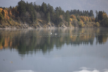 Enten in Herbstlandschaft