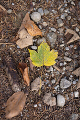 Buntes Herbstblatt im Wald