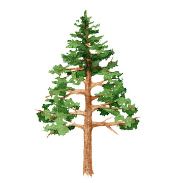 Pine tree watercolor illustration. Hand drawn young conifer evergreen plant. Forest and park element. Spruce isolated on white background. Pine tree with green lush foliage