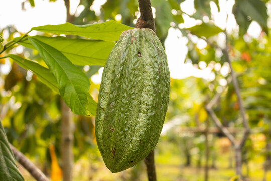 Cocoa fruits grown in the Alto Mayo Valley, located in San Martin Peru