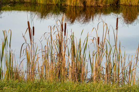 Schilff / Schilfgrass / Binsen an der Donau
