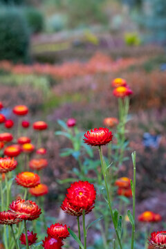 Brightly coloured Xerochrysum Bracteatum everlasting flowers, also known as paper daisy, photographed in early autumn in the heather garden at RHS Wisley, Surrey UK.
