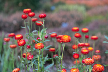 Brightly coloured Xerochrysum Bracteatum everlasting flowers, also known as paper daisy, photographed in early autumn in the heather garden at RHS Wisley, Surrey UK.