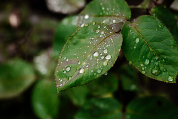 Green leaves after rain. Background of leaves with drops. Copy space.