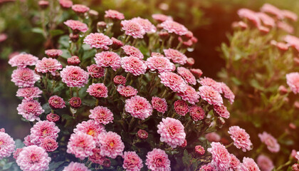 Background of pink autumn flowers. Floral background.
