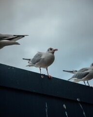 Vertical shot of gulls perched on a roof