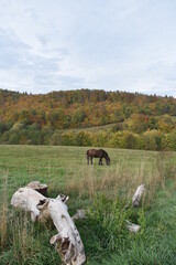 Pferde-Wiese-Bauernhof-Feld-Wald