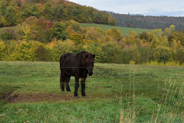 Pferde-Wiese-Bauernhof-Feld-Wald